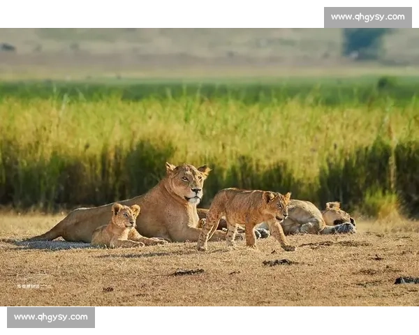 佩德里非洲 Safari 玩心跳:与狮共舞求生欲爆棚 佩德里非洲 Safari 玩心跳:与狮共舞求生欲爆棚